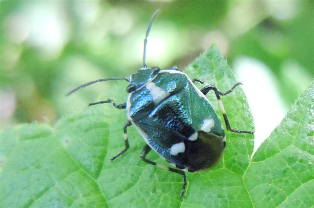 Eurydema oleracea? S